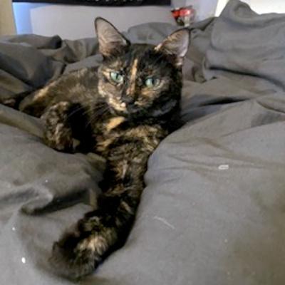 Luna, ADOPTABLE, Adult Female Domestic Short Hair.