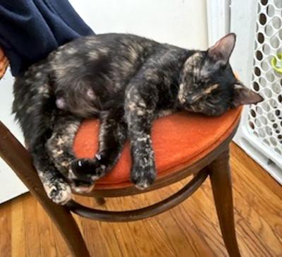 Enlarge Luna, a ADOPTABLE Domestic Short Hair in Mississauga, ON image 3/5