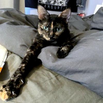 Enlarge Luna, a ADOPTABLE Domestic Short Hair in Mississauga, ON image 4/5