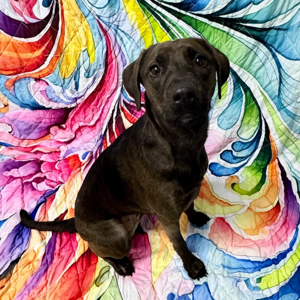 Enlarge Mimi, a Adoptable Mixed Breed in Franklin, NC image 1/6