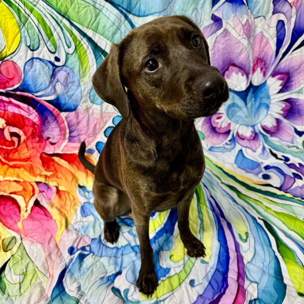 Enlarge Mimi, a Adoptable Mixed Breed in Franklin, NC image 2/6