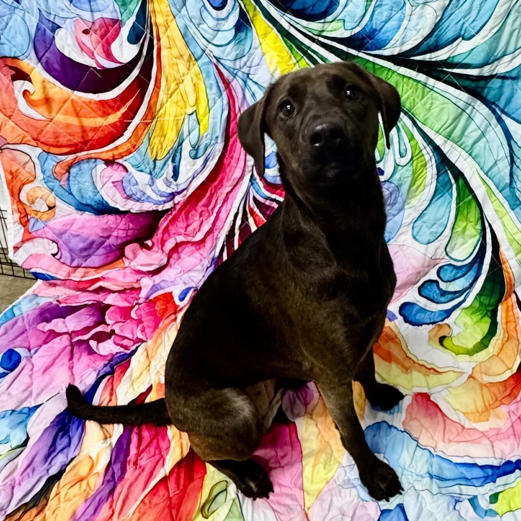 Enlarge Mimi, a Adoptable Mixed Breed in Franklin, NC image 3/6