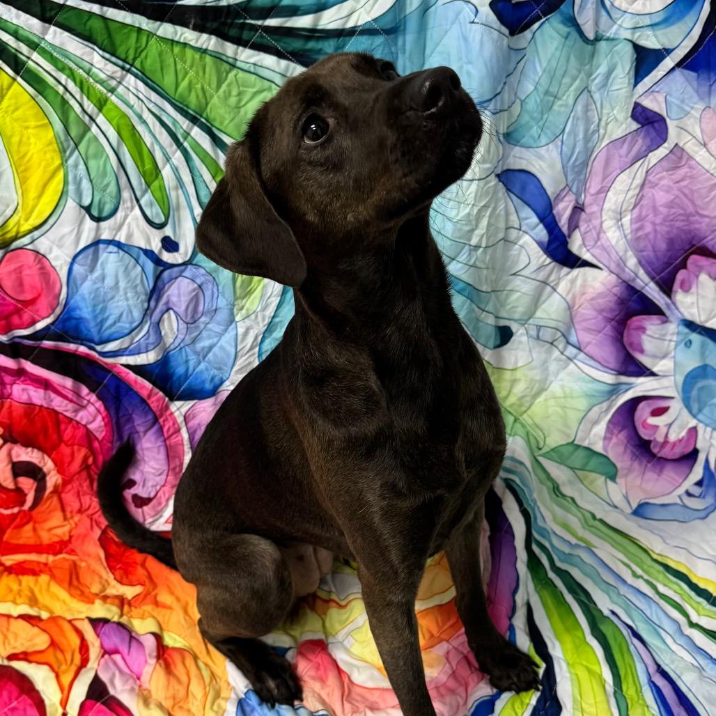 Enlarge Mimi, a Adoptable Mixed Breed in Franklin, NC image 4/6