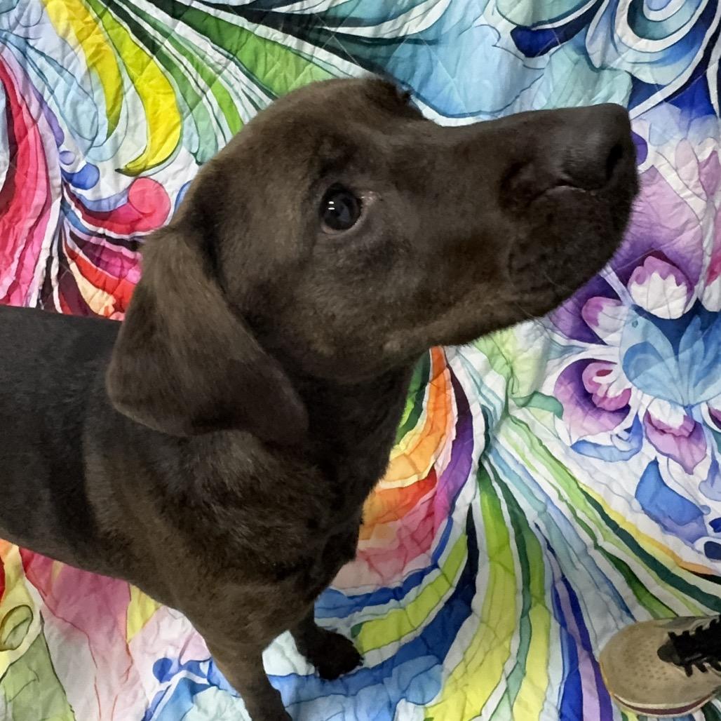 Enlarge Mimi, a Adoptable Mixed Breed in Franklin, NC image 5/6