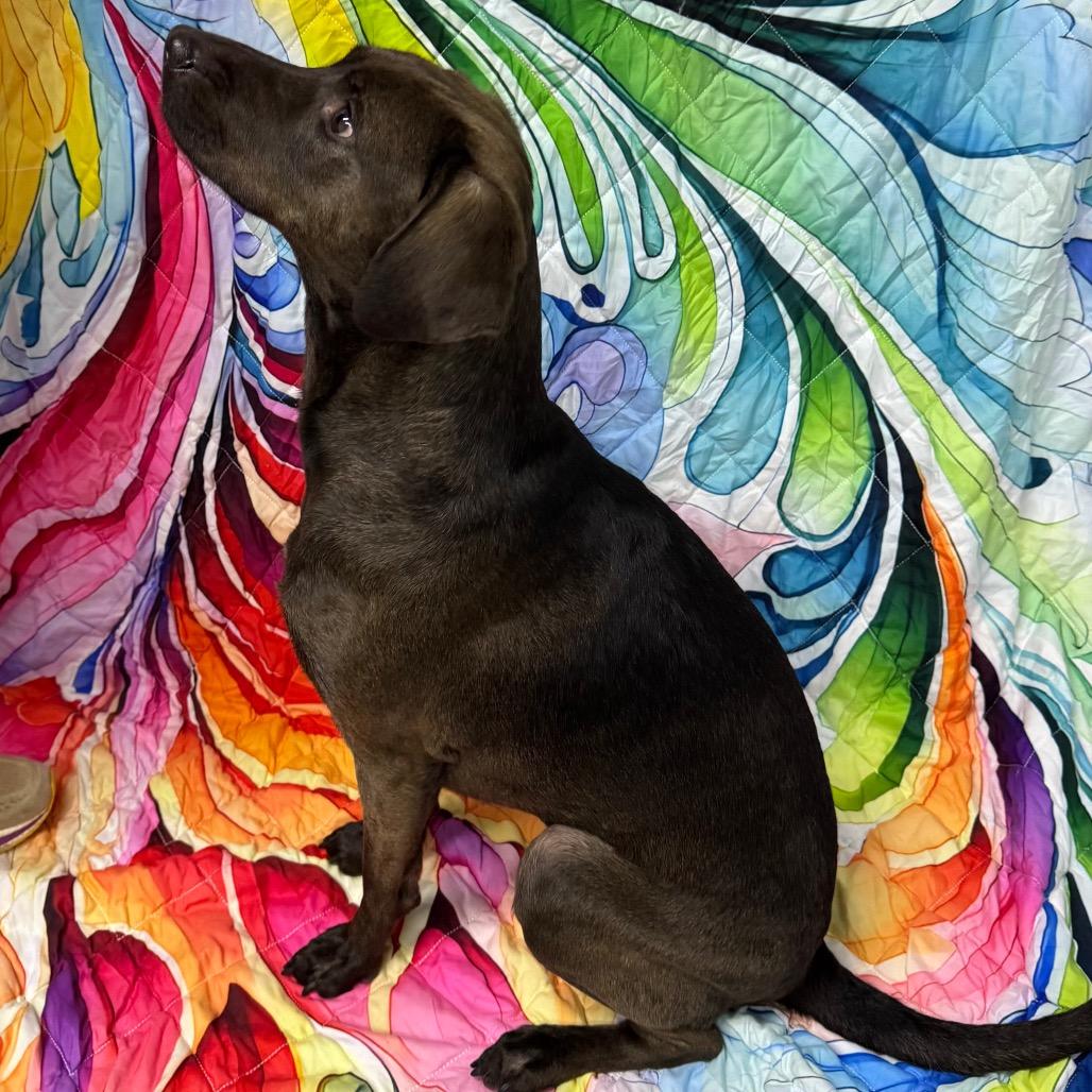 Enlarge Mimi, a Adoptable Mixed Breed in Franklin, NC image 6/6