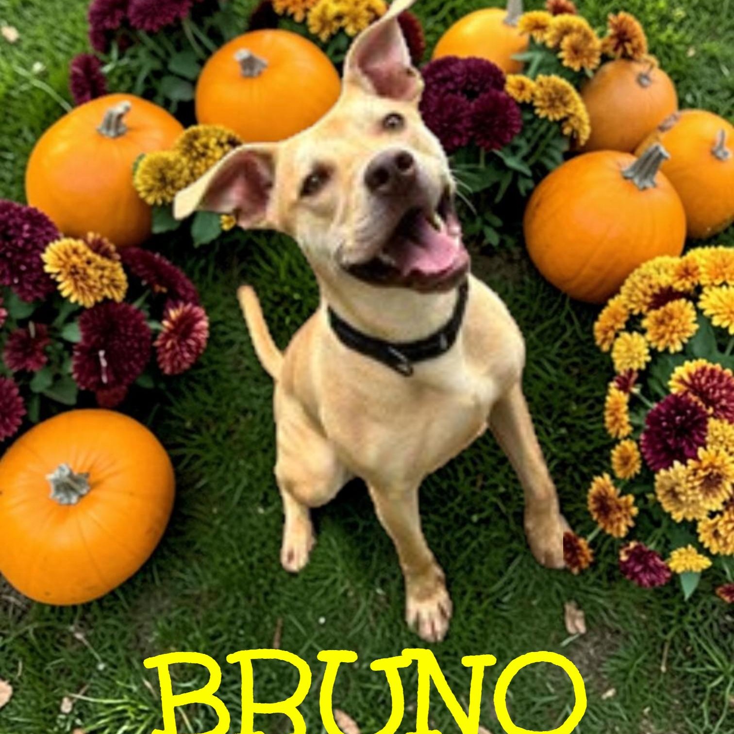 Enlarge Bruno, a Adoptable mixed breed in Taunton, MA image 1/6