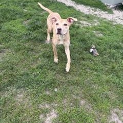 Enlarge Bruno, a ADOPTABLE mixed breed in Taunton, MA image 2/5