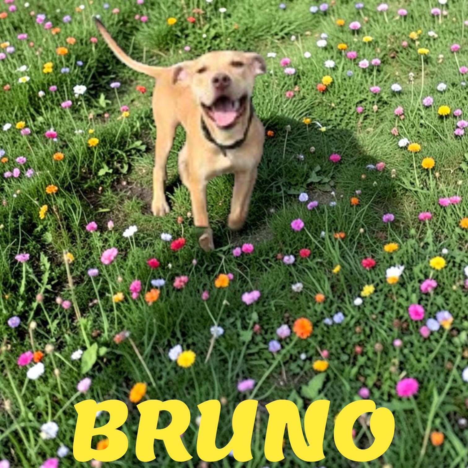 Bruno, ADOPTABLE, Young Male American Staffordshire Terrier.