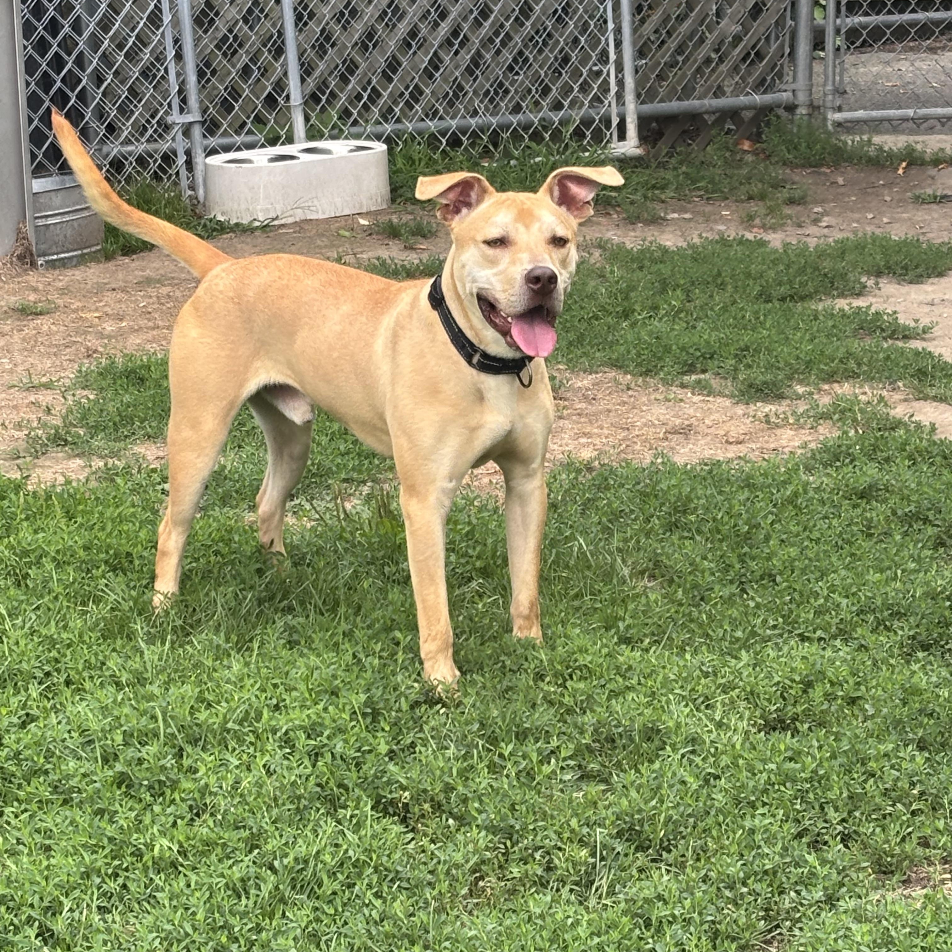 Bruno, a ADOPTABLE mixed breed in Taunton, MA image 3/5