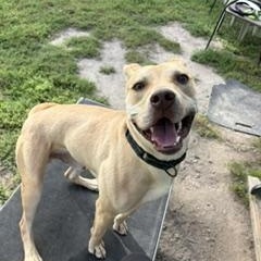 Enlarge Bruno, a Adoptable mixed breed in Taunton, MA image 3/6