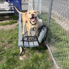 Enlarge Bruno, a ADOPTABLE mixed breed in Taunton, MA image 3/5