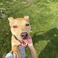 Enlarge Bruno, a ADOPTABLE mixed breed in Taunton, MA image 5/5
