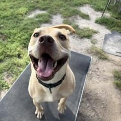 Enlarge Bruno, a Adoptable mixed breed in Taunton, MA image 2/6