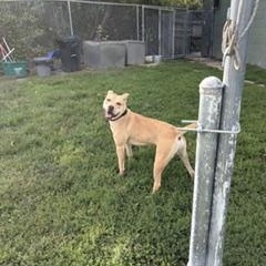 Enlarge Bruno, a Adoptable mixed breed in Taunton, MA image 4/6