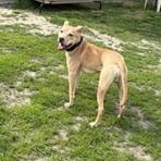 Enlarge Bruno, a ADOPTABLE mixed breed in Taunton, MA image 4/5