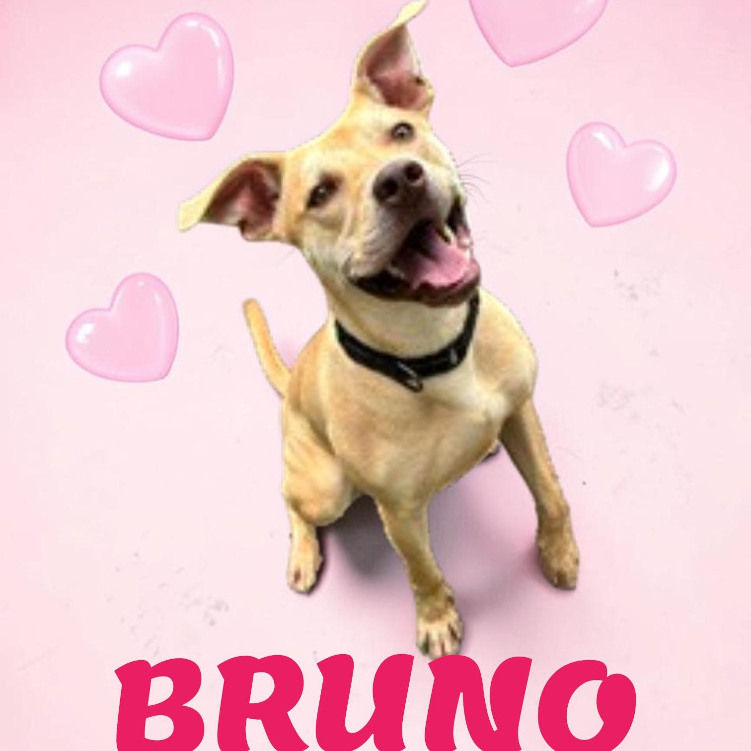 Bruno, ADOPTABLE, Young Male American Staffordshire Terrier.