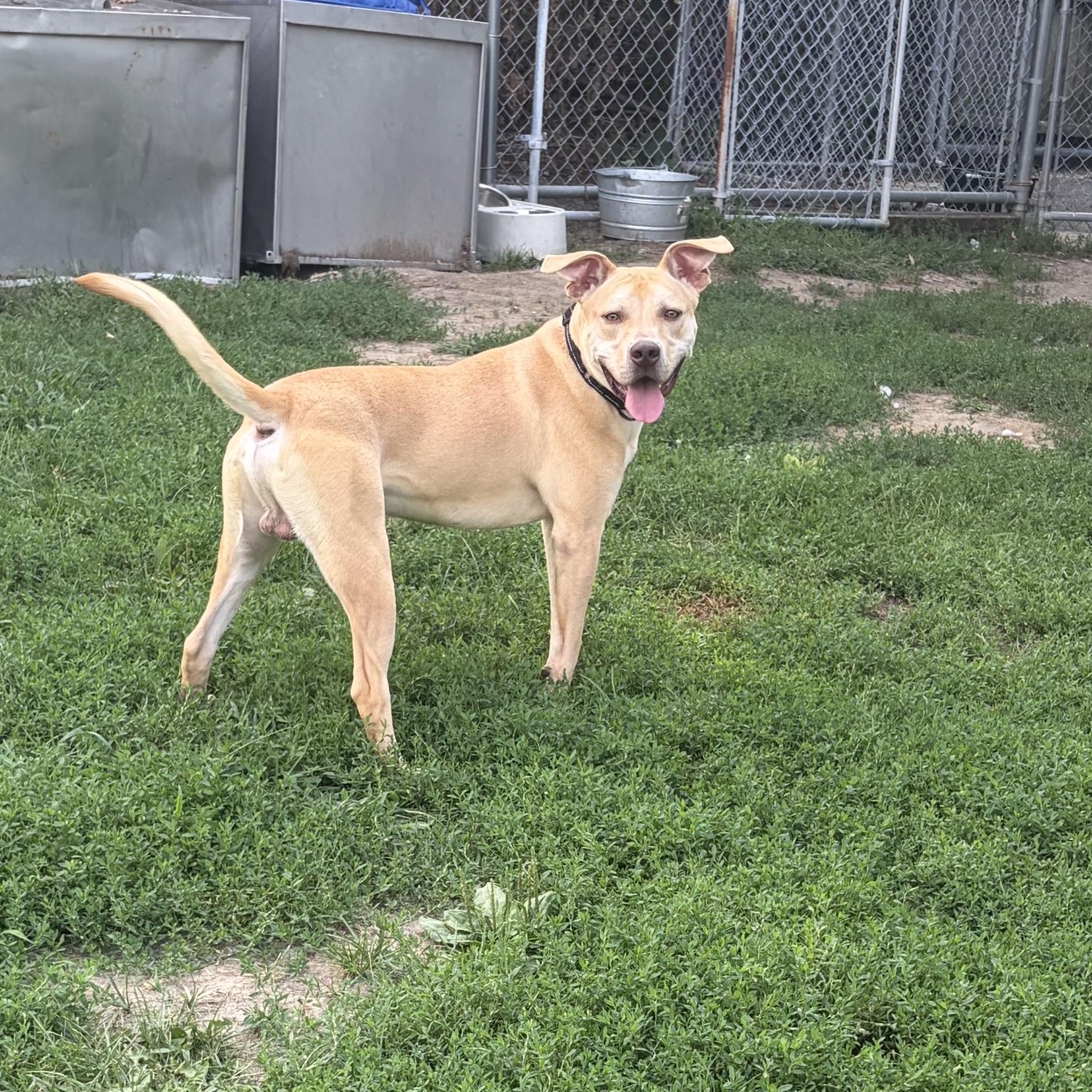 Enlarge Bruno, a ADOPTABLE mixed breed in Taunton, MA image 3/6