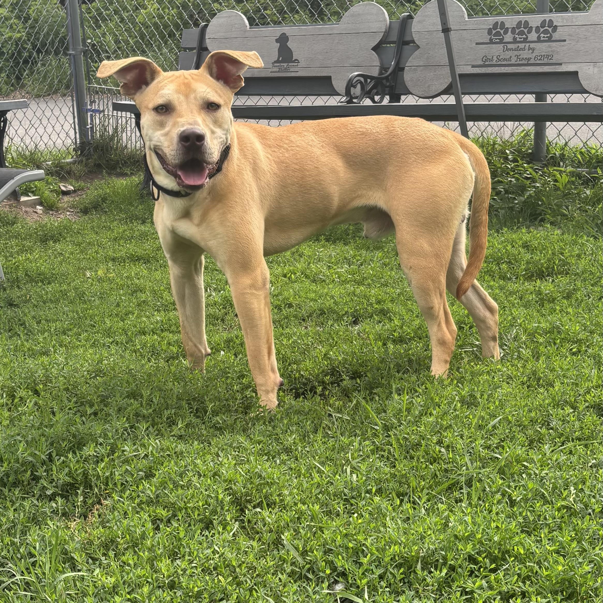 Bruno, a ADOPTABLE mixed breed in Taunton, MA image 2/5