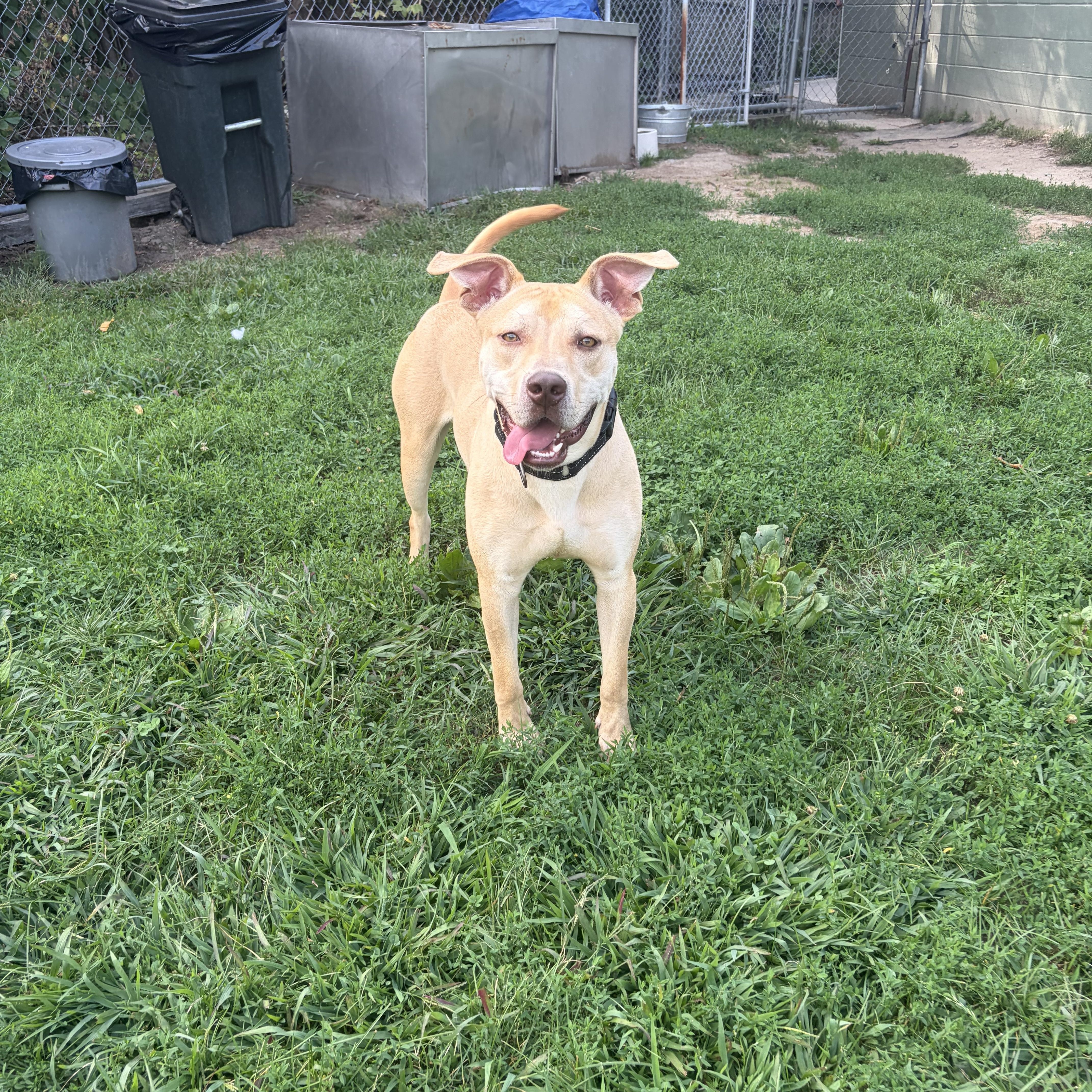 Enlarge Bruno, a ADOPTABLE mixed breed in Taunton, MA image 2/6