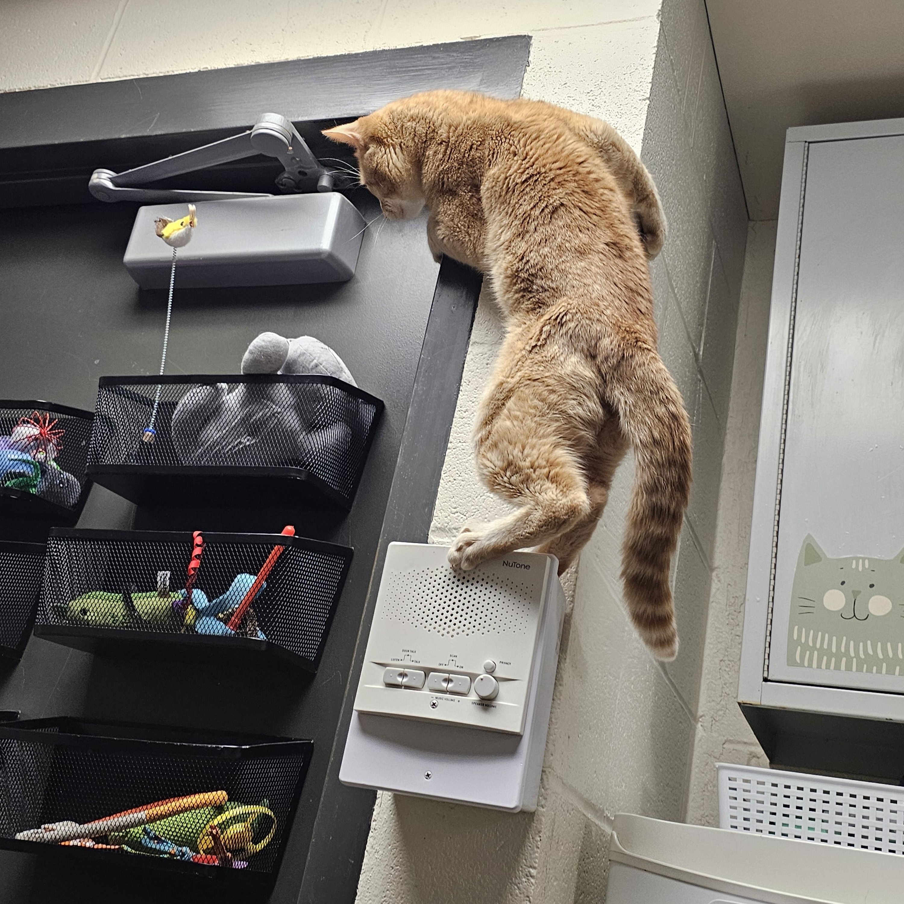 Enlarge Loki, a ADOPTABLE Domestic Short Hair in Stratford, CT image 2/3