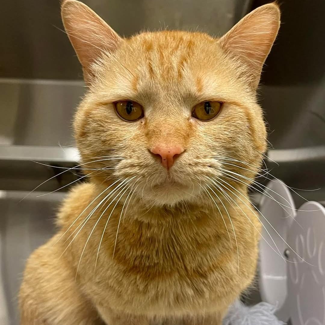 Loki, ADOPTABLE, Adult Male Domestic Short Hair.