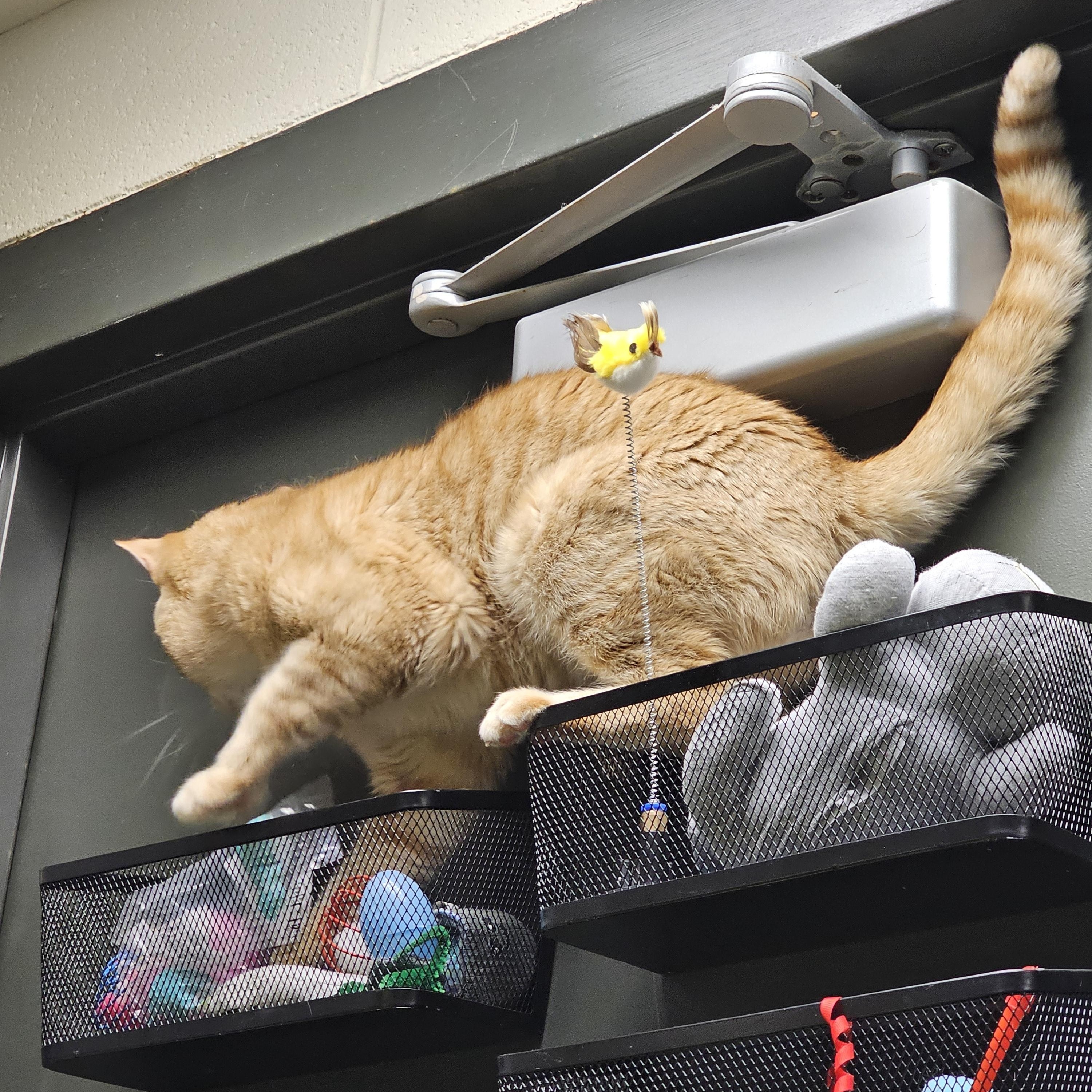 Enlarge Loki, a ADOPTABLE Domestic Short Hair in Stratford, CT image 3/3