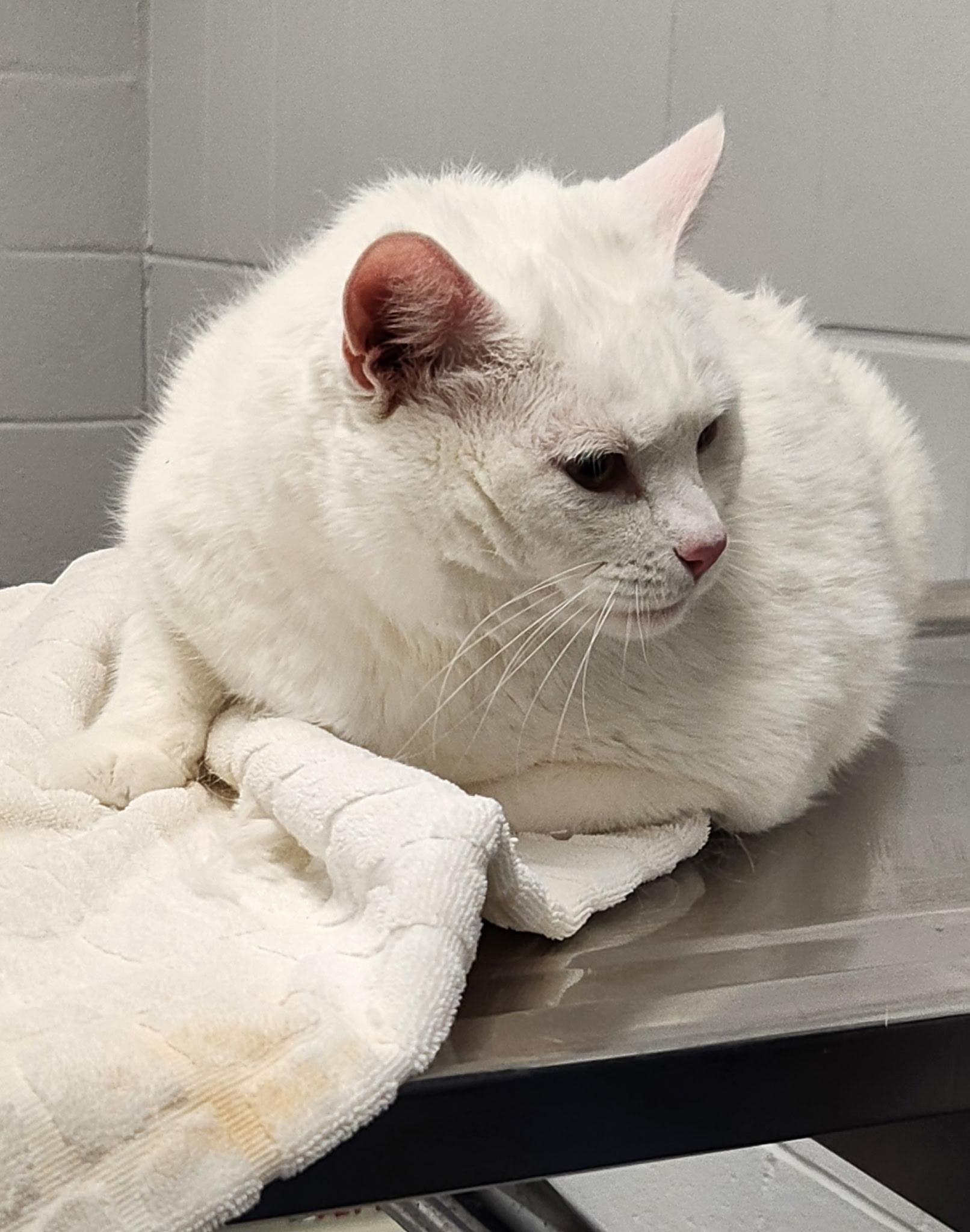 Enlarge Maury, an adopted Domestic Short Hair in Waynesboro, VA image 3/6