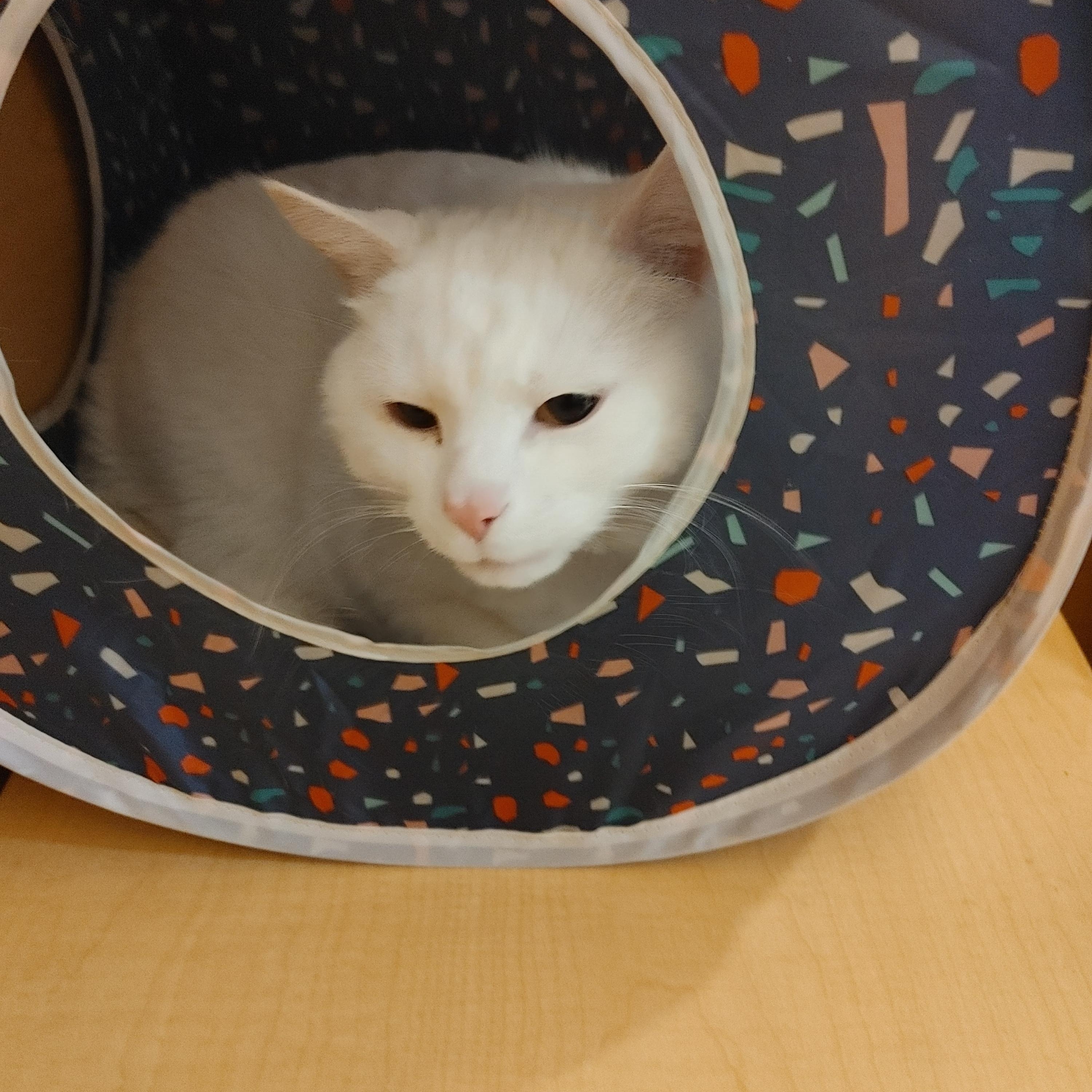 Enlarge Maury, an adopted Domestic Short Hair in Waynesboro, VA image 5/6