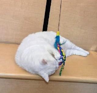 Enlarge Maury, an adopted Domestic Short Hair in Waynesboro, VA image 4/6