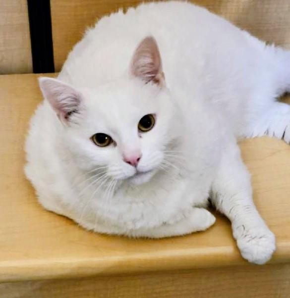 Enlarge Maury, an adopted Domestic Short Hair in Waynesboro, VA image 2/6