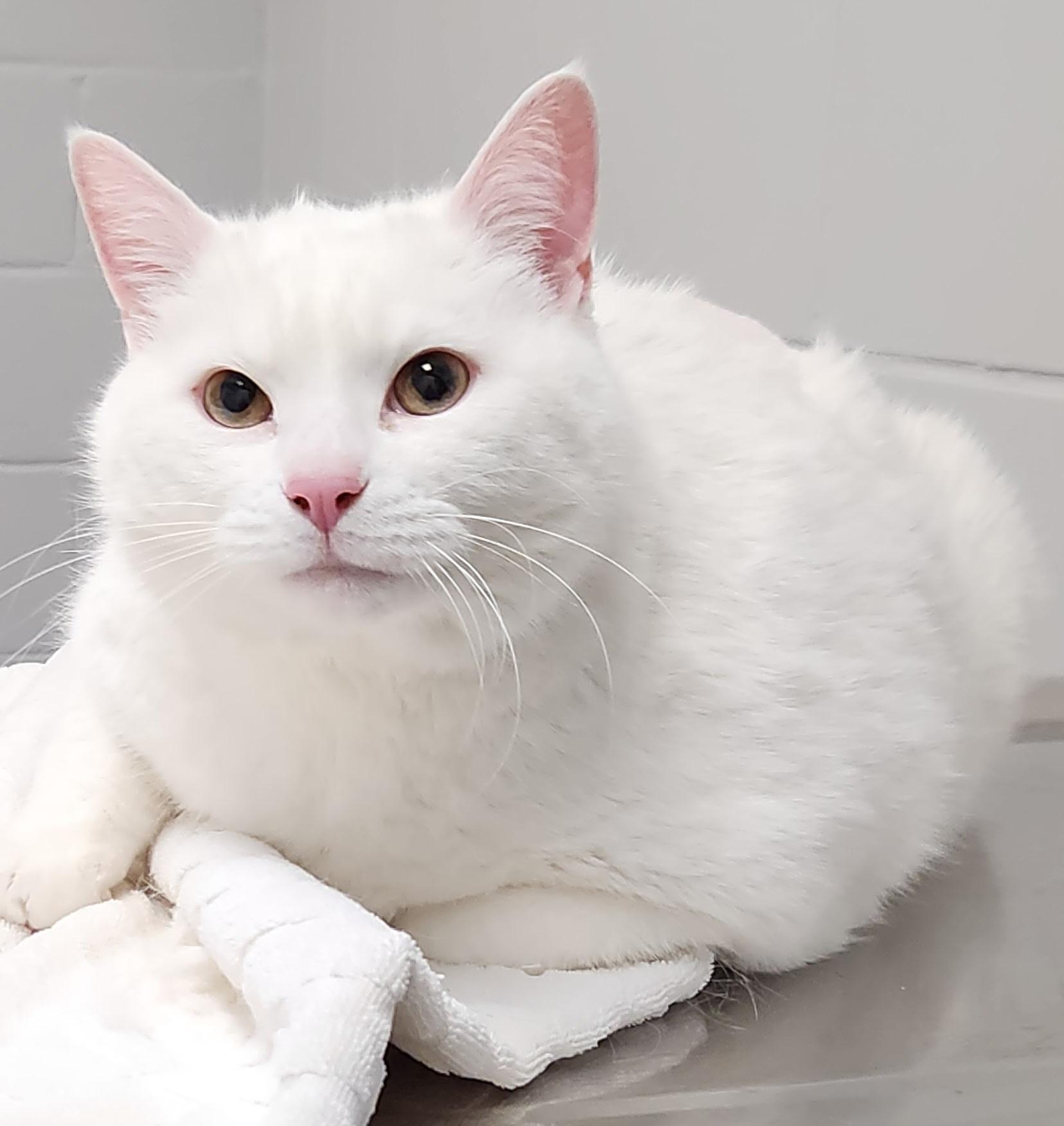 Enlarge Maury, an adopted Domestic Short Hair in Waynesboro, VA image 1/6