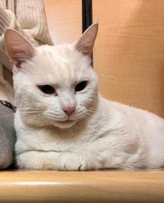 Enlarge Maury, an adopted Domestic Short Hair in Waynesboro, VA image 6/6