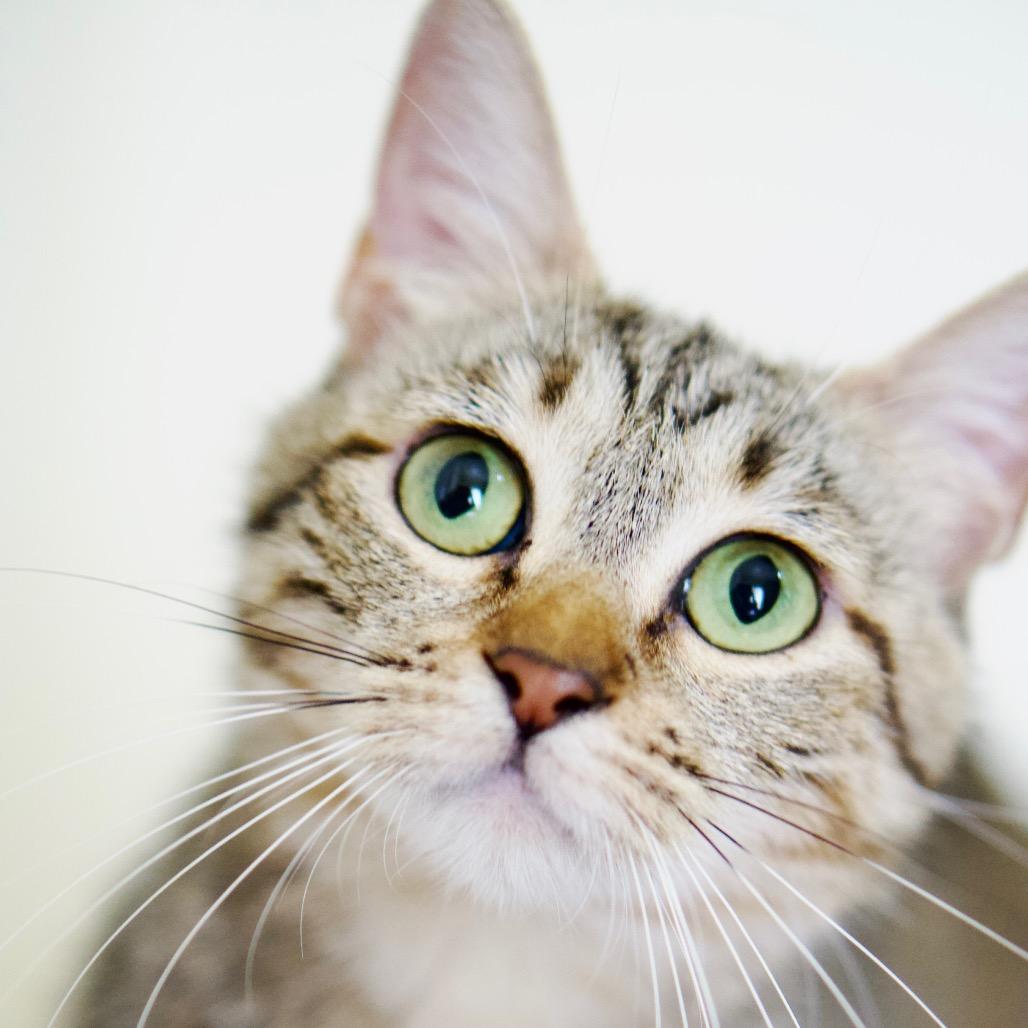 Zoila, a Adoptable Domestic Short Hair in Pacific Palisades, CA image 1/5