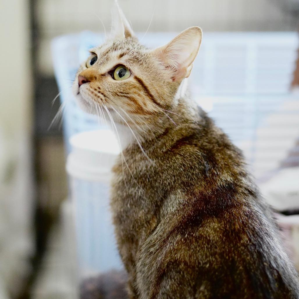 Zoila, a Adoptable Domestic Short Hair in Pacific Palisades, CA image 2/5