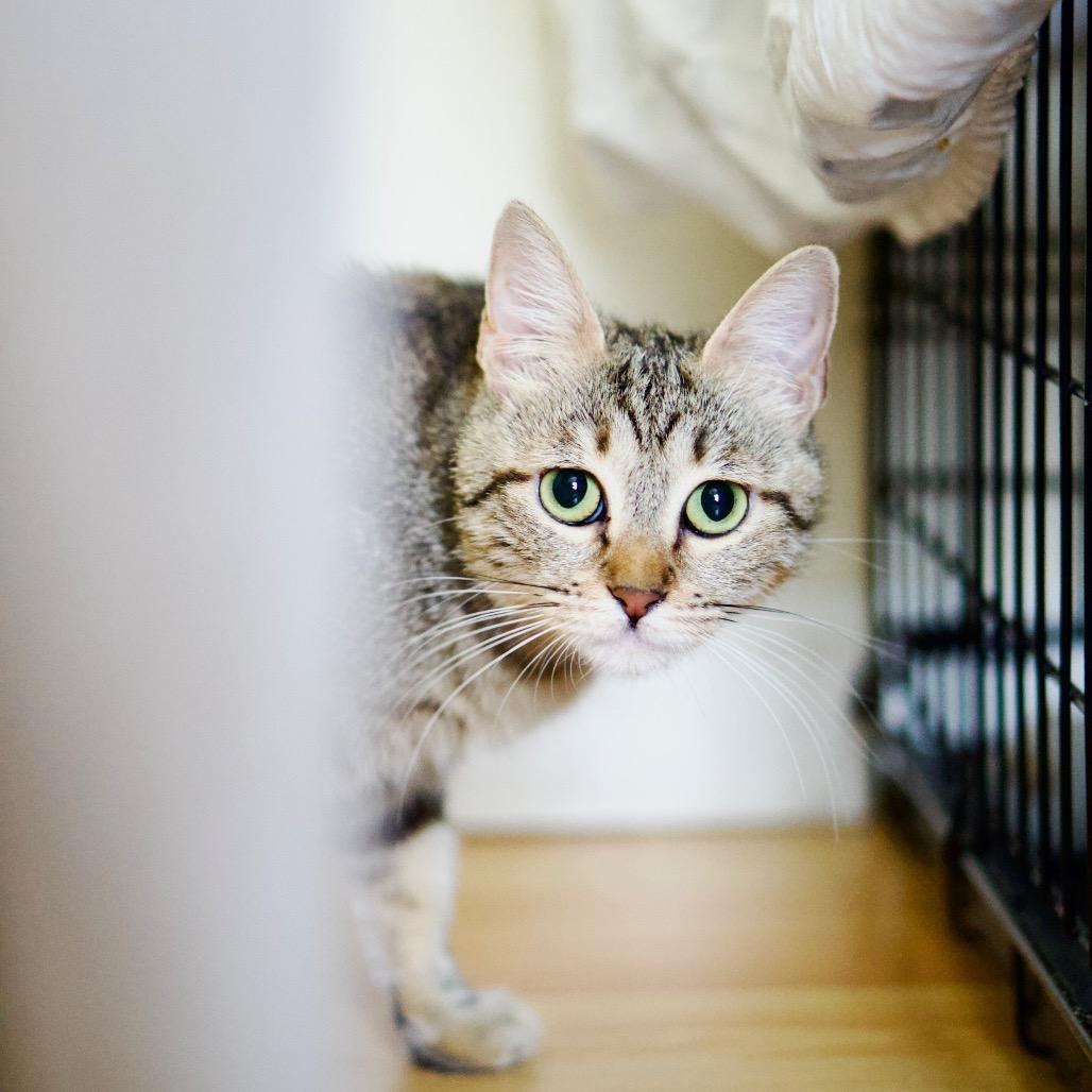 Zoila, a Adoptable Domestic Short Hair in Pacific Palisades, CA image 3/5