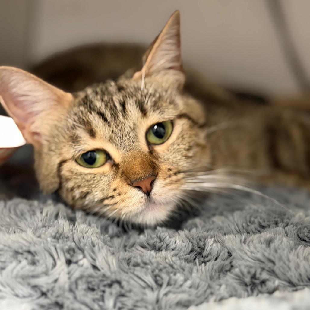 Zoila, a Adoptable Domestic Short Hair in Pacific Palisades, CA image 4/5