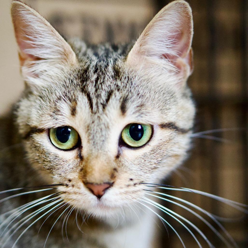 Zoila, a Adoptable Domestic Short Hair in Pacific Palisades, CA image 5/5