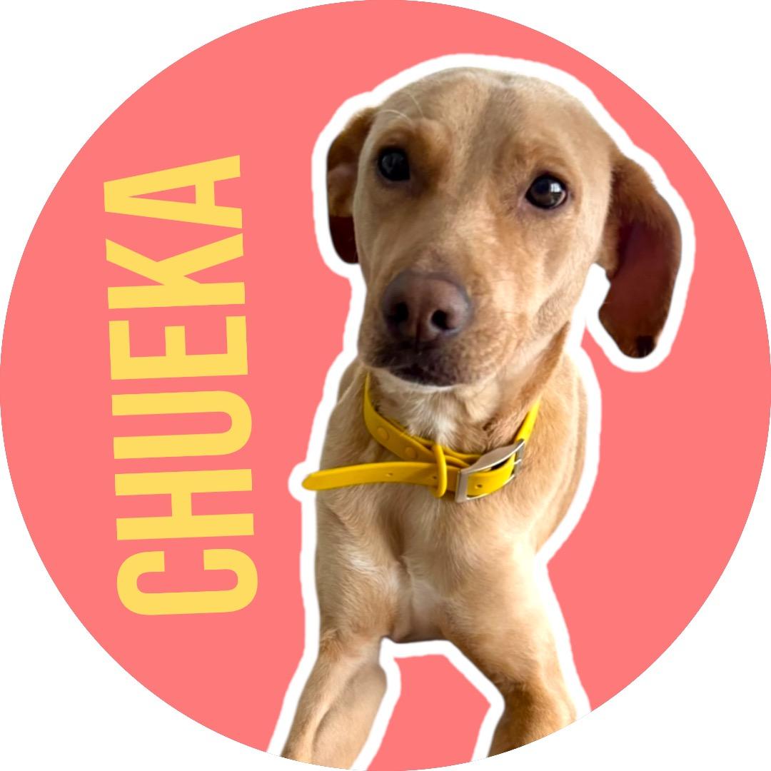 Enlarge Chueka, an adopted Mixed Breed in Evans City, PA image 1/6