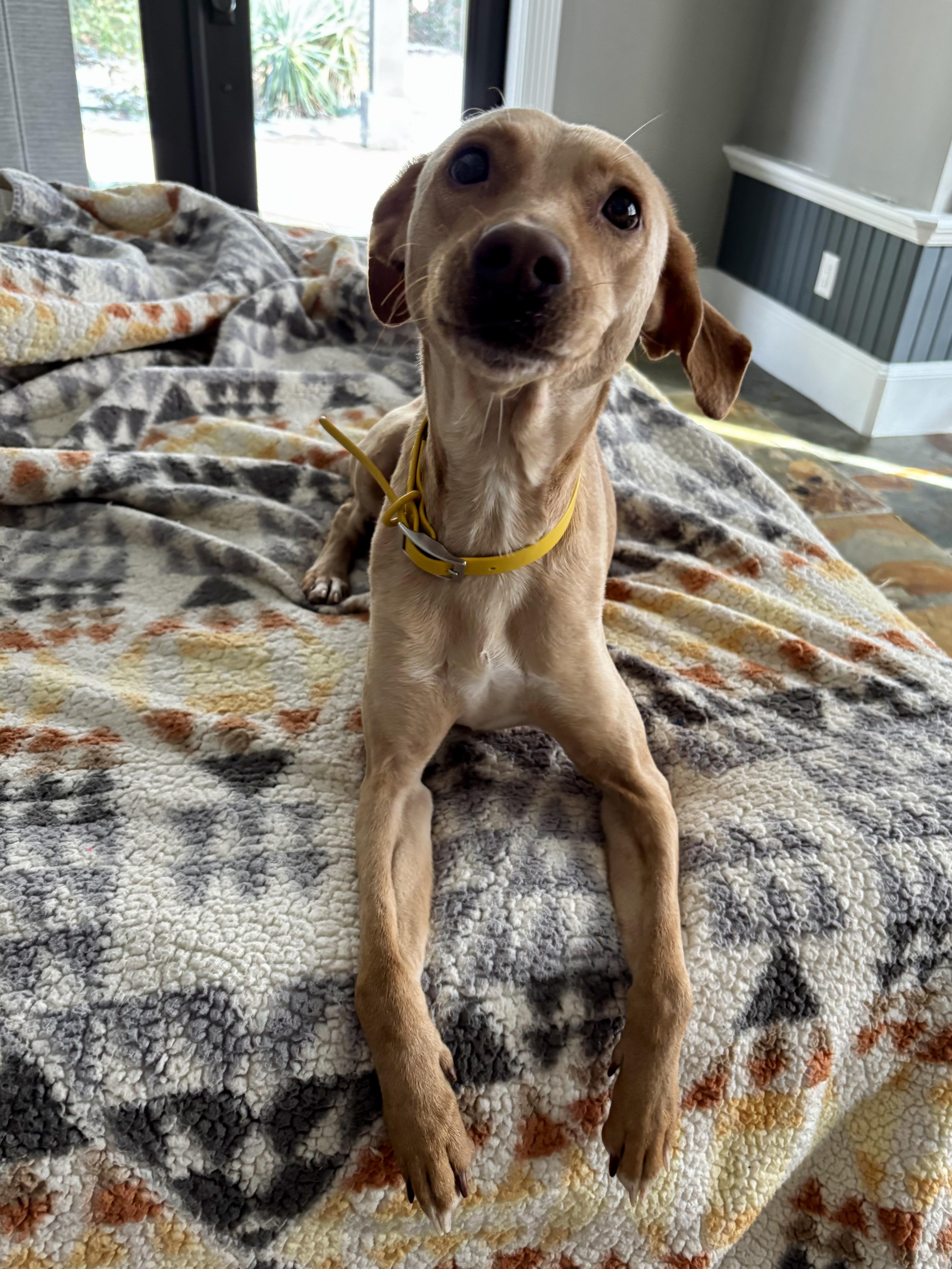 Enlarge Chueka, an adopted Mixed Breed in Evans City, PA image 6/6