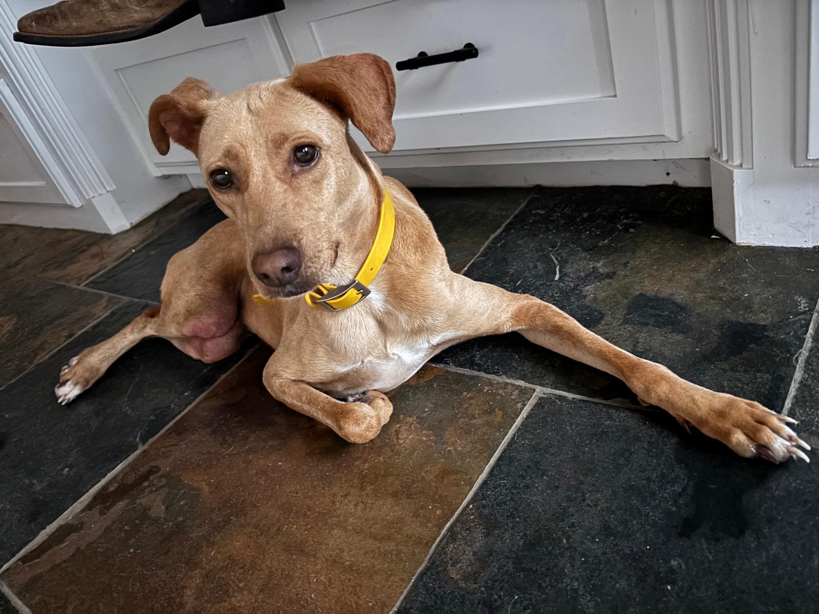 Enlarge Chueka, an adopted Mixed Breed in Evans City, PA image 4/6