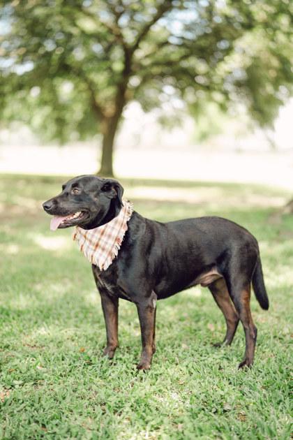 Enlarge Mister, a Adoptable mixed breed in Houston, TX image 1/1