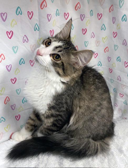 Tia, an adopted mixed breed in Lake Monroe, FL image 4/6