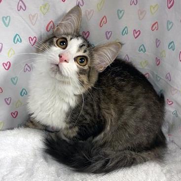 Tia, an adopted mixed breed in Lake Monroe, FL image 3/6