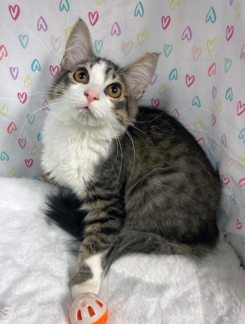 Tia, an adopted mixed breed in Lake Monroe, FL image 5/6