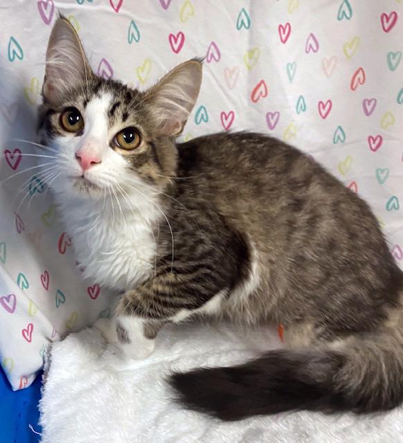 Tia, an adopted mixed breed in Lake Monroe, FL image 2/6