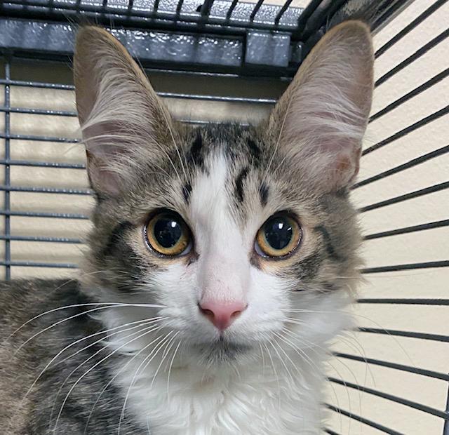 Tia, an adopted mixed breed in Lake Monroe, FL image 6/6