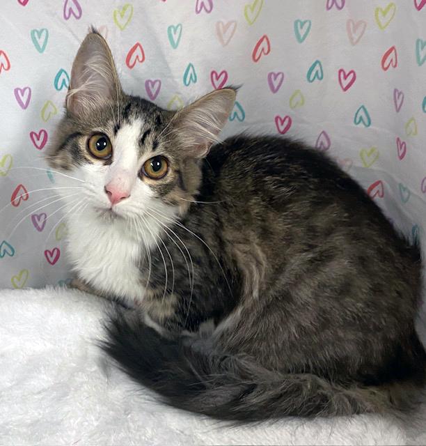 Tia, adopted, Kitten Female Domestic Medium Hair & Tiger.