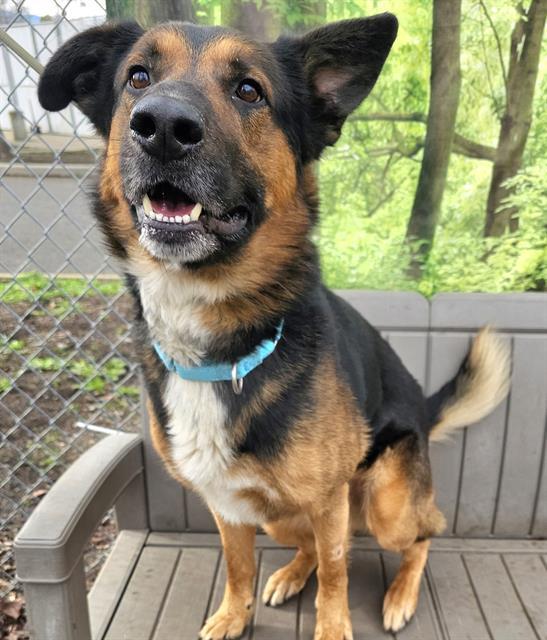 Bobby, ADOPTABLE, Adult Male German Shepherd Dog.