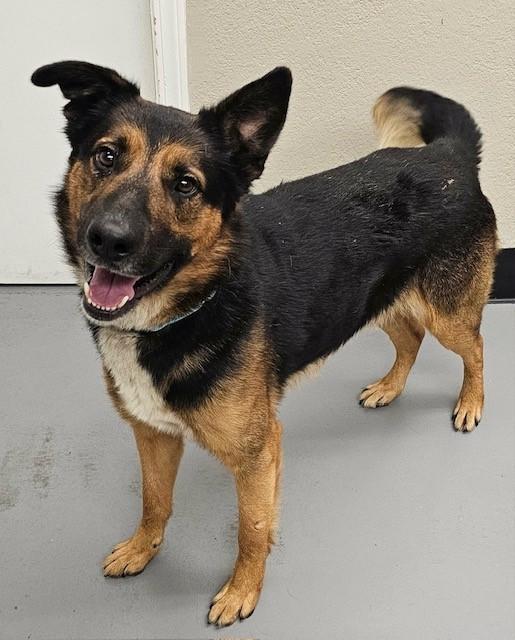 Enlarge Bobby, a ADOPTABLE mixed breed in Phoenix, OR image 2/2