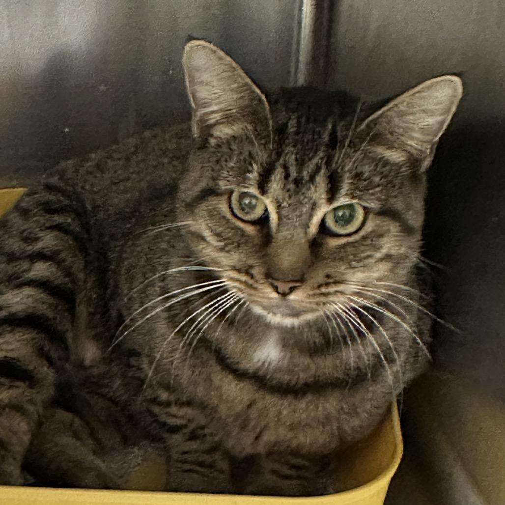 Honeydew, Adoptable, Adult Female Domestic Short Hair.